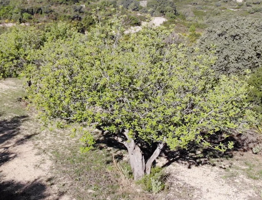 Caroube et glycémie : bienfaits de la poudre de caroube pour le diabète